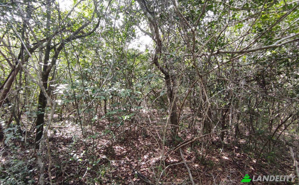 Land Lot for Sale Wanathavillu, Puttalam, North Western Province, Sri Lanka. Photo 4