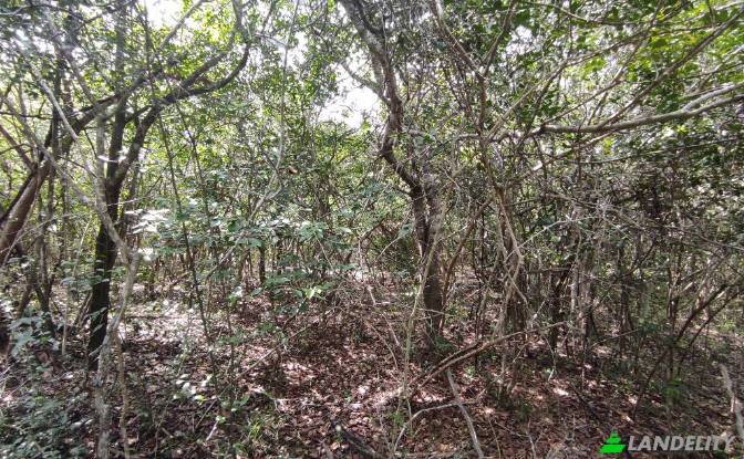 Land Lot for Sale Wanathavillu, Puttalam. Photo#4 Land Lot for Sale Wanathavillu, Puttalam. Photo#4