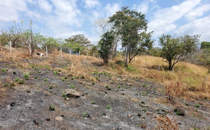 Land Lot for Sale Provincia de Puntarenas. Photo#3 Land Lot for Sale Provincia de Puntarenas. Photo#3