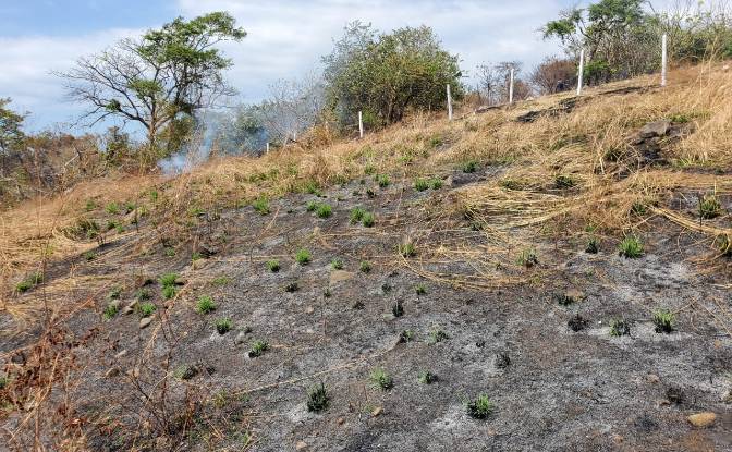 Land Lot for Sale Provincia de Puntarenas. Photo#4 Land Lot for Sale Provincia de Puntarenas. Photo#4