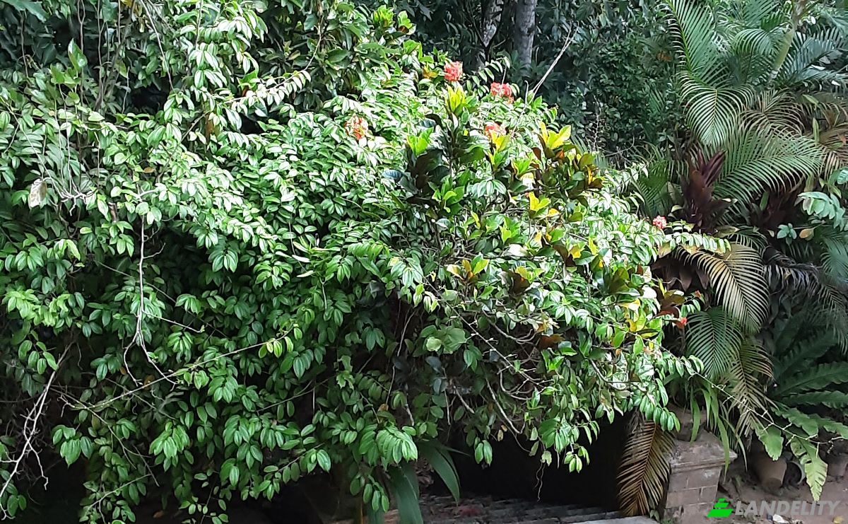 Casa unifamiliare in vendita Amgasthenna, Kandy, Central Province, Sri Lanka. Foto 12