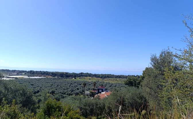 Land Lot for Sale EO Pirgou Kiparissias. Photo#10