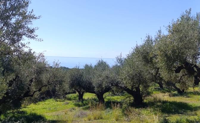Land Lot for Sale EO Pirgou Kiparissias. Photo#11