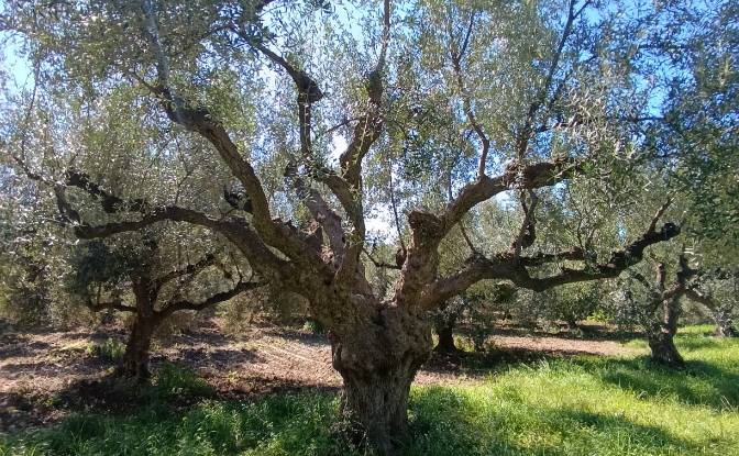 Land Lot for Sale EO Pirgou Kiparissias. Photo#12