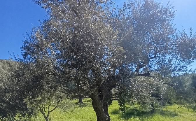 Land Lot for Sale EO Pirgou Kiparissias. Photo#2