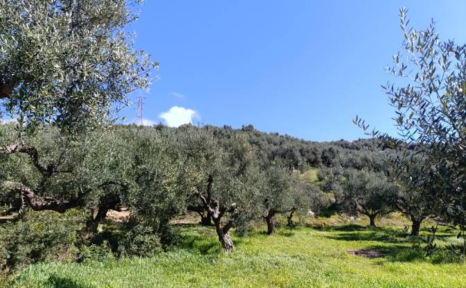Land Lot for Sale EO Pirgou Kiparissias. Photo#3