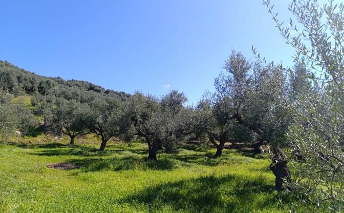 Land Lot for Sale EO Pirgou Kiparissias. Photo#4