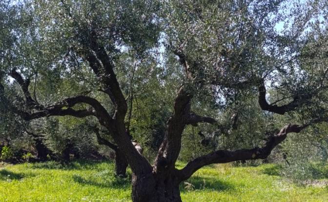 Land Lot for Sale EO Pirgou Kiparissias. Photo#5
