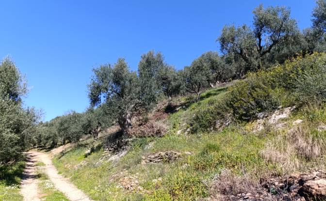 Land Lot for Sale EO Pirgou Kiparissias. Photo#6