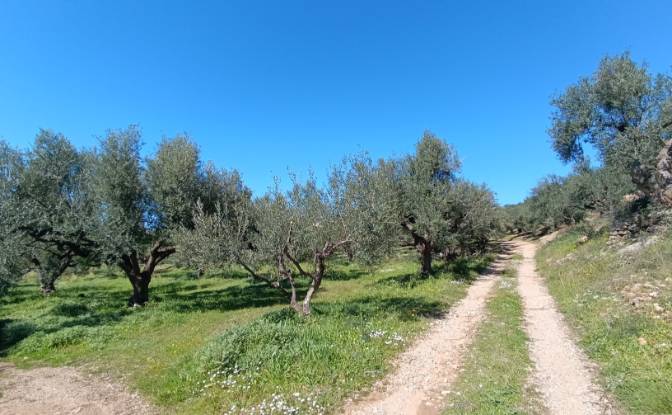 Land Lot for Sale EO Pirgou Kiparissias. Photo#7