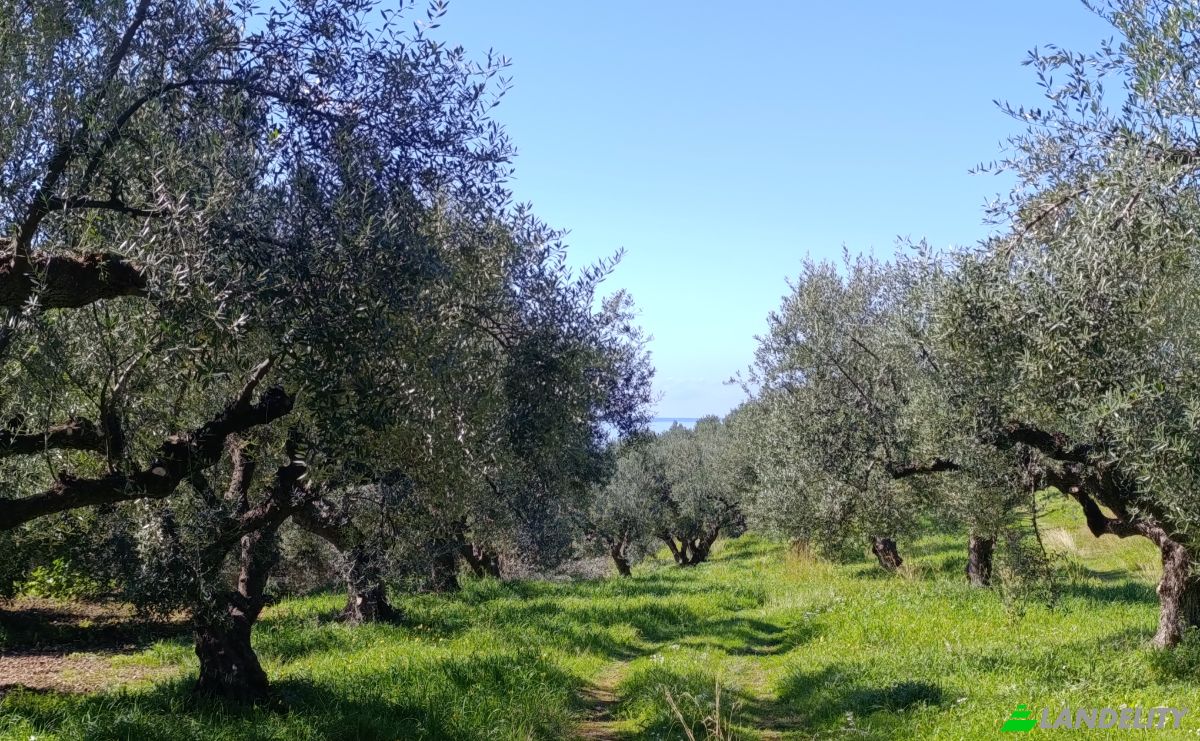 Land Lot for Sale EO Pirgou Kiparissias, Zacharo 270 54, Zacharo, Western Greece, Decentralized Administration of Peloponnese, Western Greece and the Ionian, Greece. Photo 8