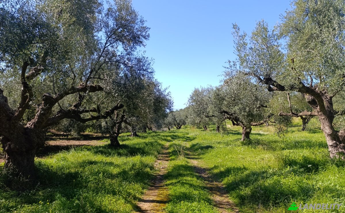 Land Lot for Sale EO Pirgou Kiparissias, Zacharo 270 54, Zacharo, Western Greece, Decentralized Administration of Peloponnese, Western Greece and the Ionian, Greece. Photo 9