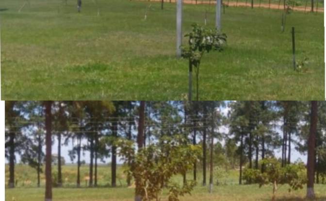 Investing/Development for Sale - Arroyo Moroti, Paraguay