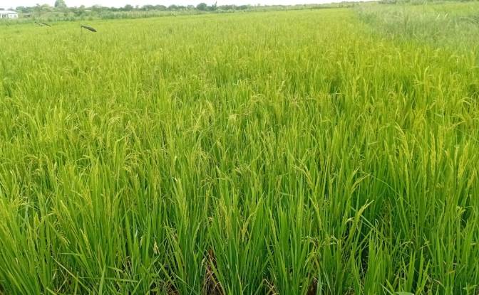 Farm/Ranch for Sale - Likuni, Malawi
