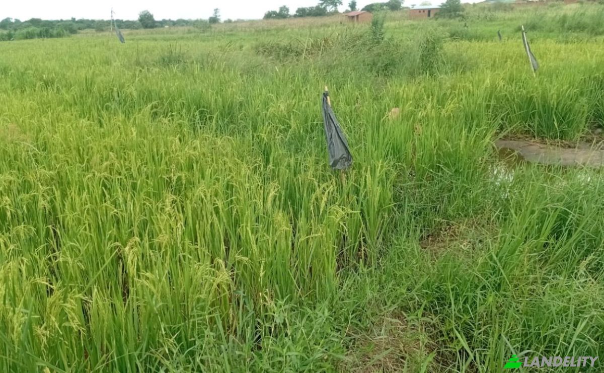 Farm/Ranch for Sale Tsekwe Street, Likuni, Lilongwe, Central Region, Malawi. Photo 2