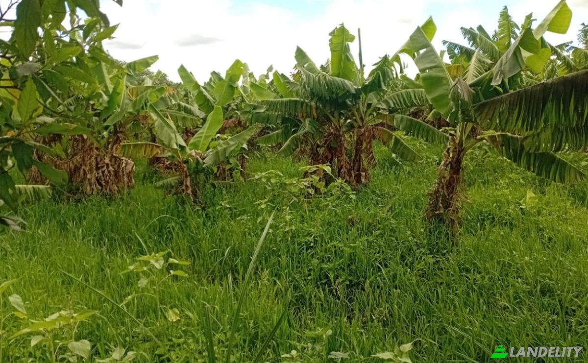 Farm/Ranch for Sale Tsekwe Street, Likuni, Lilongwe, Central Region, Malawi. Photo 6