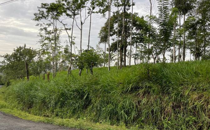 Farm/Ranch for Sale Alajuela Province, San Carlos. Photo#8 Farm/Ranch for Sale Alajuela Province, San Carlos. Photo#8