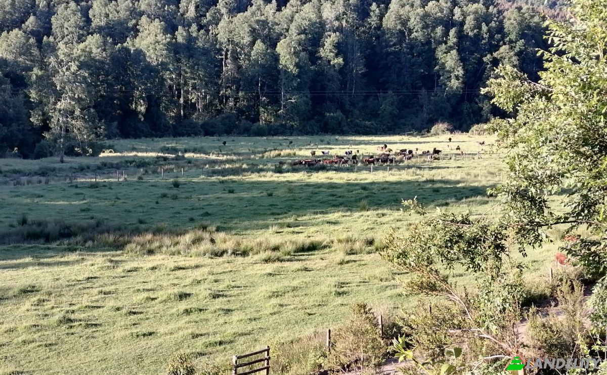 Investing/Development for Sale Via Sin Nombre, Mariquina, Aragon, Valdivia Province, Los Rios, Chile. Photo 11