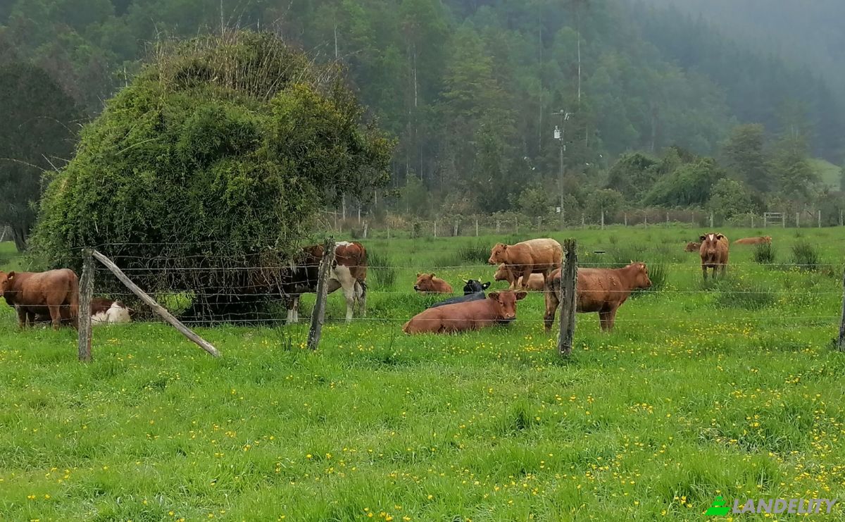 Investing/Development for Sale Via Sin Nombre, Mariquina, Aragon, Valdivia Province, Los Rios, Chile. Photo 5