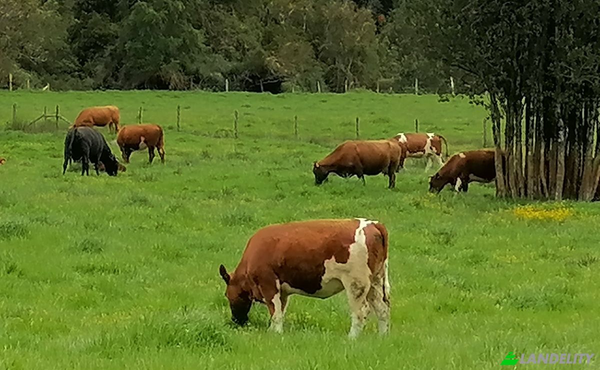 Investing/Development for Sale Via Sin Nombre, Mariquina, Aragon, Valdivia Province, Los Rios, Chile. Photo 9