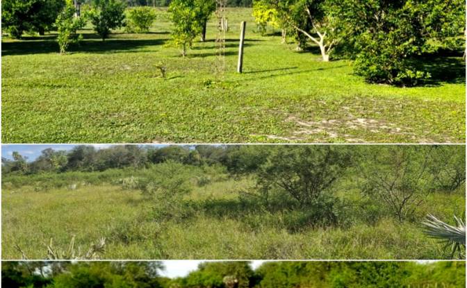 Investing/Development Rentals - Estancia Tanco, Paraguay