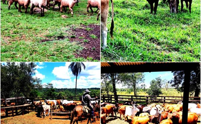 Investing/Development for Sale - Borja, Paraguay