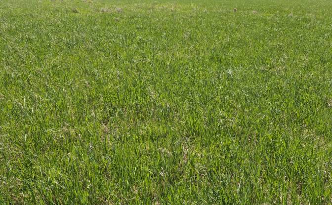 Land Lot for Sale Wolany 63C, 57-300, Wolany. Photo#4