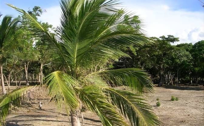 Land Lot for Sale Via Sin Nombre, Colon, Trujillo. Photo#4 Land Lot for Sale Via Sin Nombre, Colon, Trujillo. Photo#4