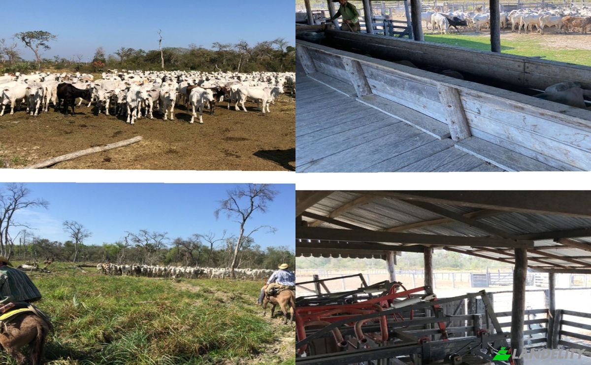 Investition/Entwicklung zu verkaufen Via Sin Nombre, 150902, Estancia la Nena, General Jose Maria Bruguez, Presidente Hayes Department, Paraguay. Foto 5