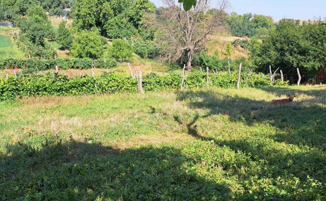 Lote de terreno en venta Str Eroilor 11, Hlapesti. Foto#12