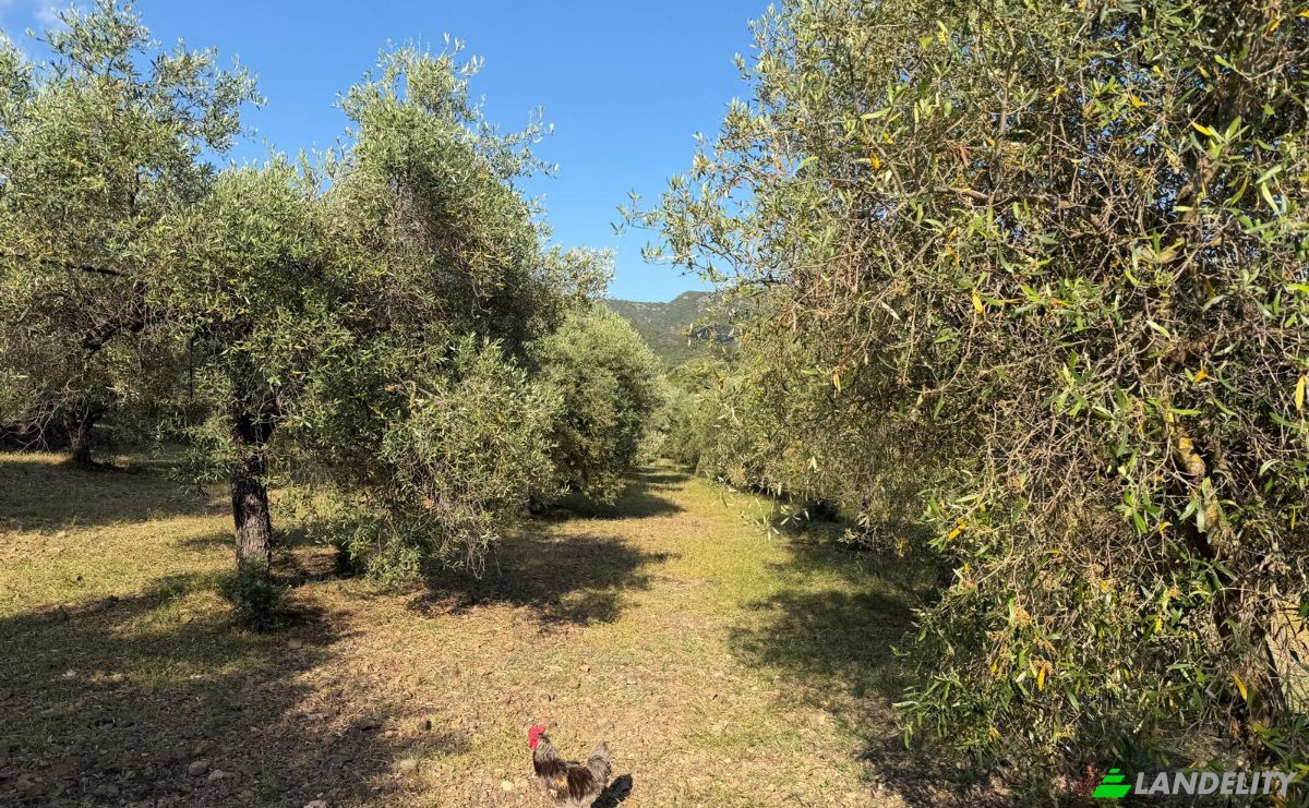 Land Lot for Sale 09041 Dolianova, Dolianova, Metropolitan City of Cagliari, Sardinia, Italy. Photo 4