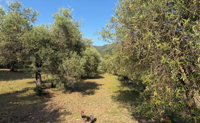Land Lot for Sale 09041 Dolianova, Dolianova. Photo#4 Land Lot for Sale 09041 Dolianova, Dolianova. Photo#4