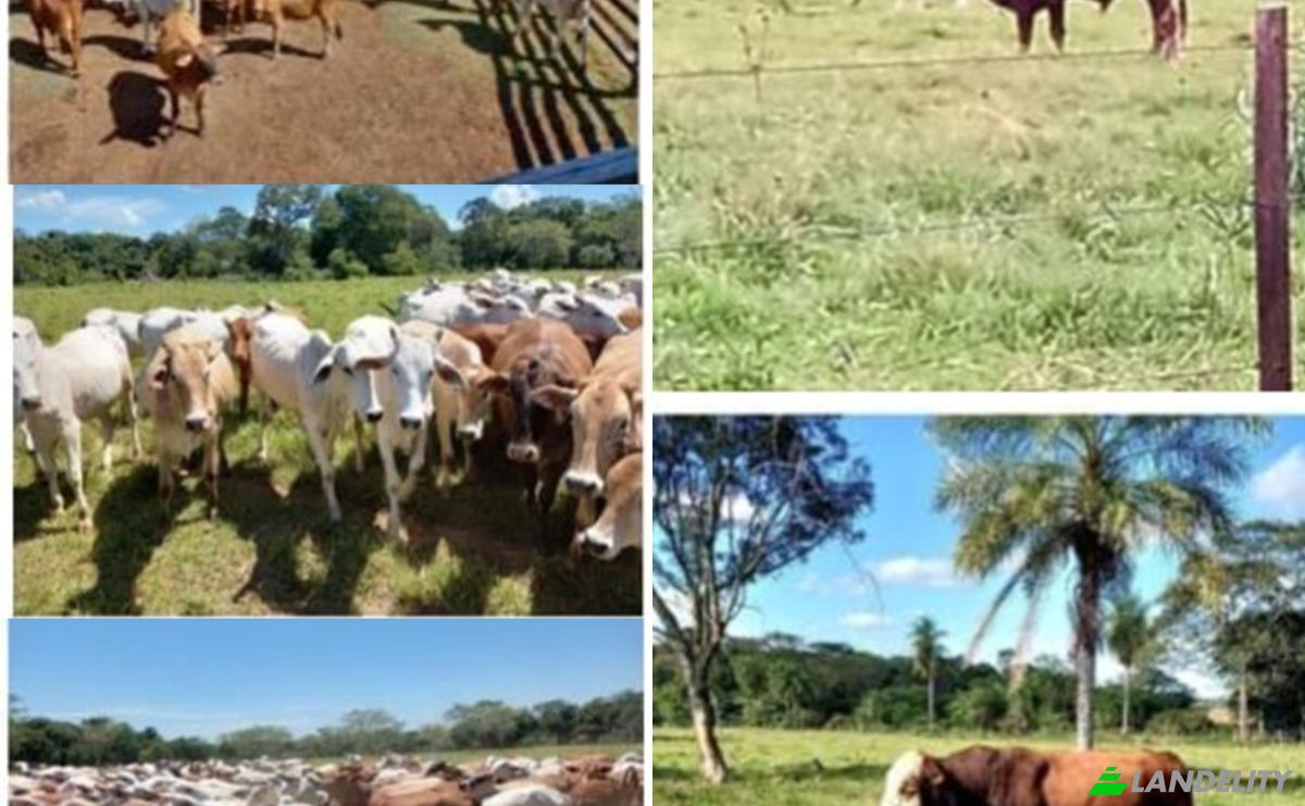 Investissement/Développement à vendre Via Sin Nombre, YariguaAmi 091305, YariguaAmi, Sapucai, Paraguari Department, Paraguay. Photo 4