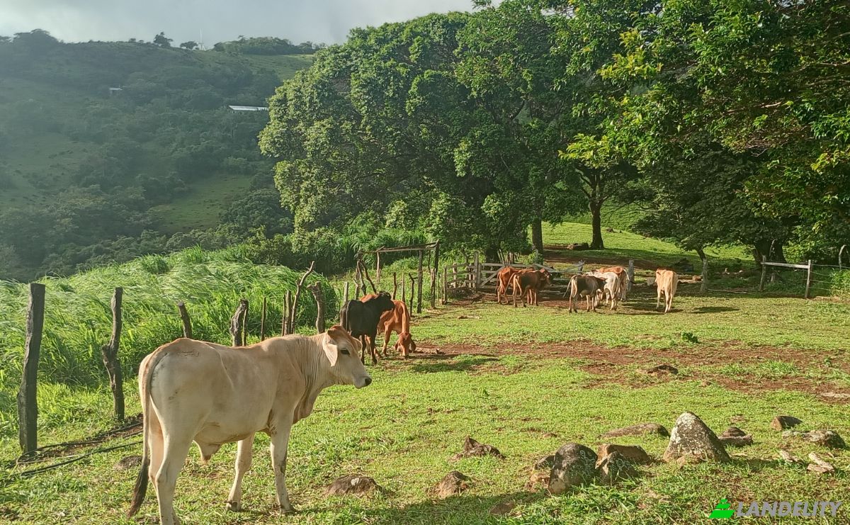 Farma/Ranczo na sprzedaż Calle 4, Provincia de Guanacaste, Tierras Morenas, Tilaran, Guanacaste Province, Costa Rica. Zdjęcie 6