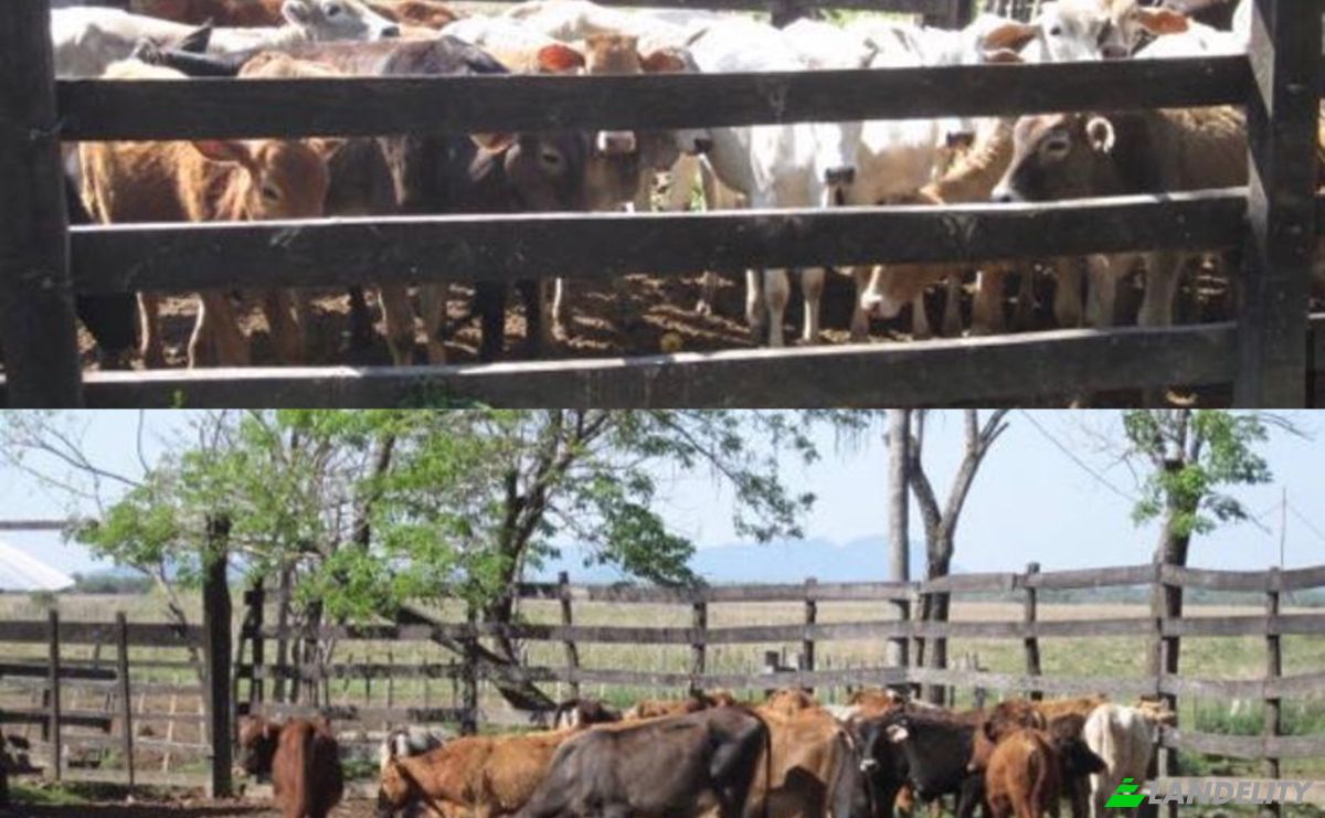 Investimento/Desenvolvimento à venda Via Sin Nombre, 091515, Nandua, Yaguaron, Paraguari Department, Paraguay. foto 3
