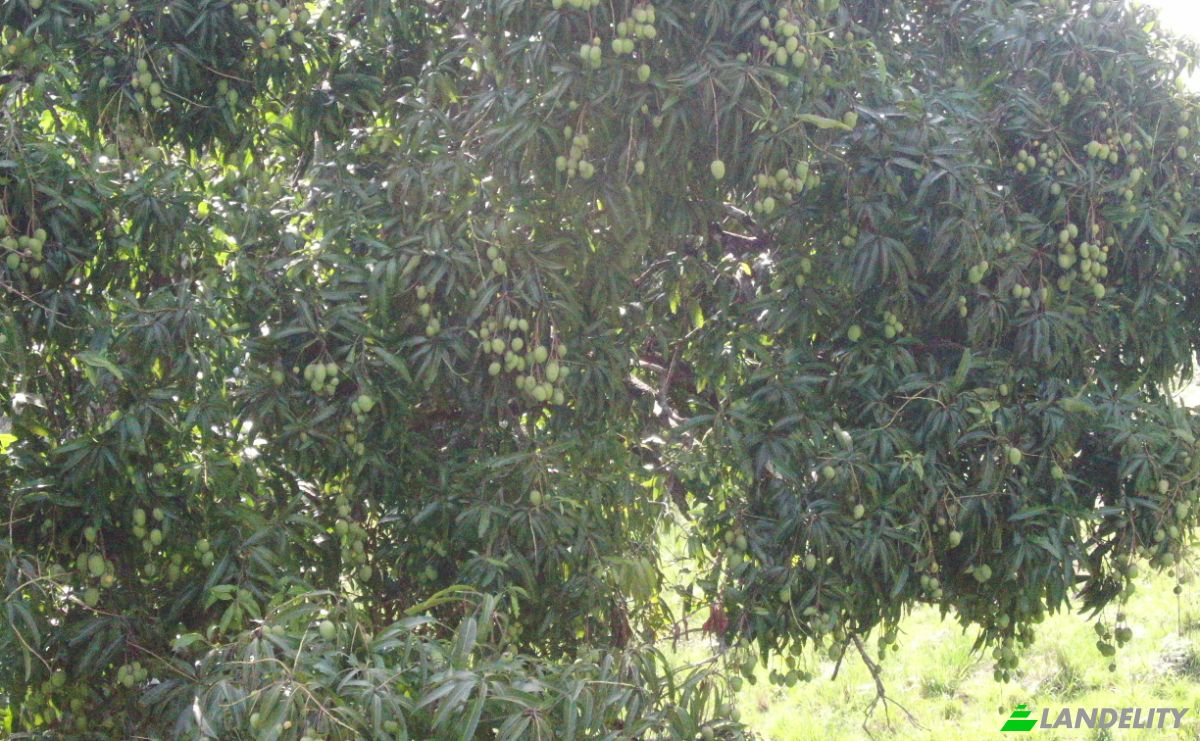 Lote de terreno à venda C Rancho Monte De Sion, 56000, Villa Magante, Gaspar Hernandez, Espaillat Province, Dominican Republic. foto 7