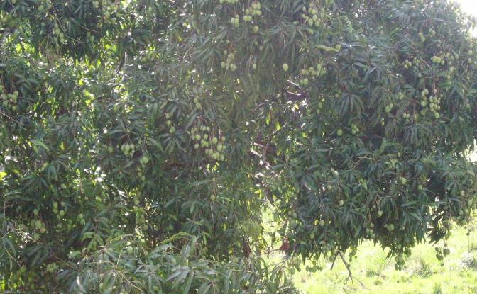 Lote de terreno à venda C Rancho Monte De Sion. foto#7