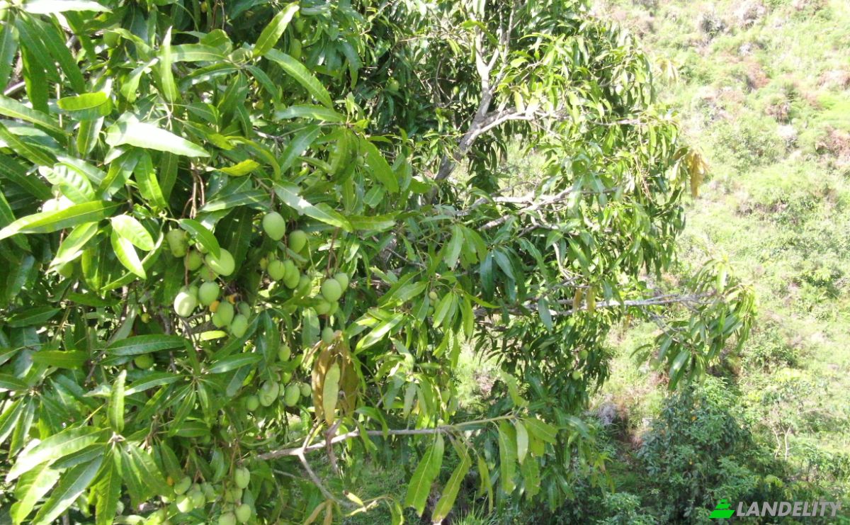 Lote de terreno à venda C Rancho Monte De Sion, 56000, Villa Magante, Gaspar Hernandez, Espaillat Province, Dominican Republic. foto 8