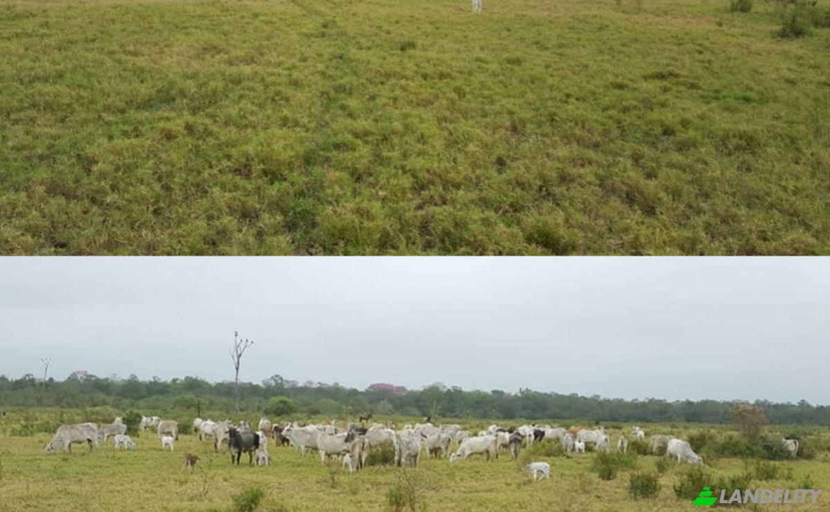 Inwestycje/Rozwój na sprzedaż Zona Ceibo, 150305, Com Indig Riacho San Carlos-Mbokajaty, Puerto Pinasco, Presidente Hayes Department, Paraguay. Zdjęcie 6
