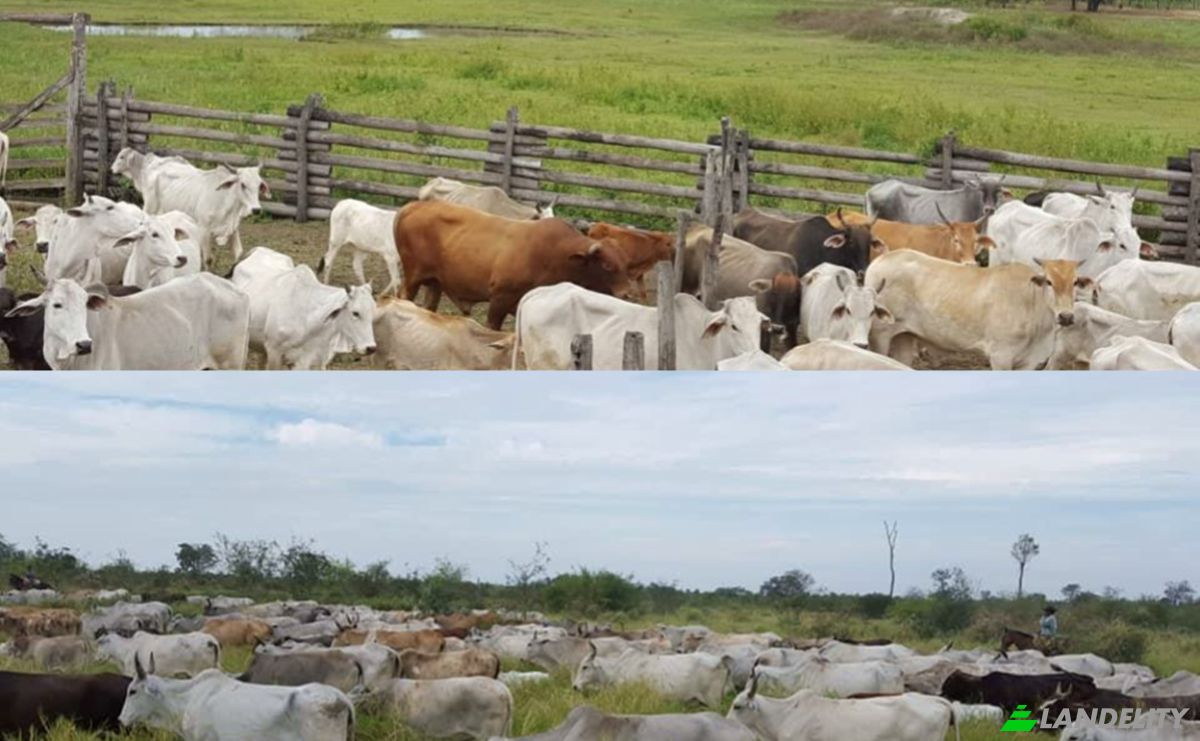Inwestycje/Rozwój na sprzedaż Zona Ceibo, 150305, Com Indig Riacho San Carlos-Mbokajaty, Puerto Pinasco, Presidente Hayes Department, Paraguay. Zdjęcie 7