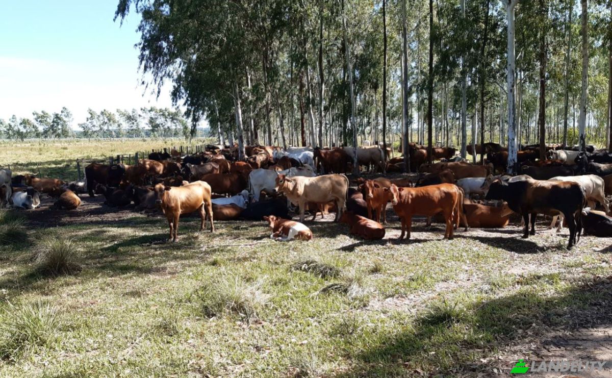 Investing/Development for Sale Via, 070204, Maria Auxiliadora Sub Urbano, Bella Vista, Itapua Department, Paraguay. Photo 20