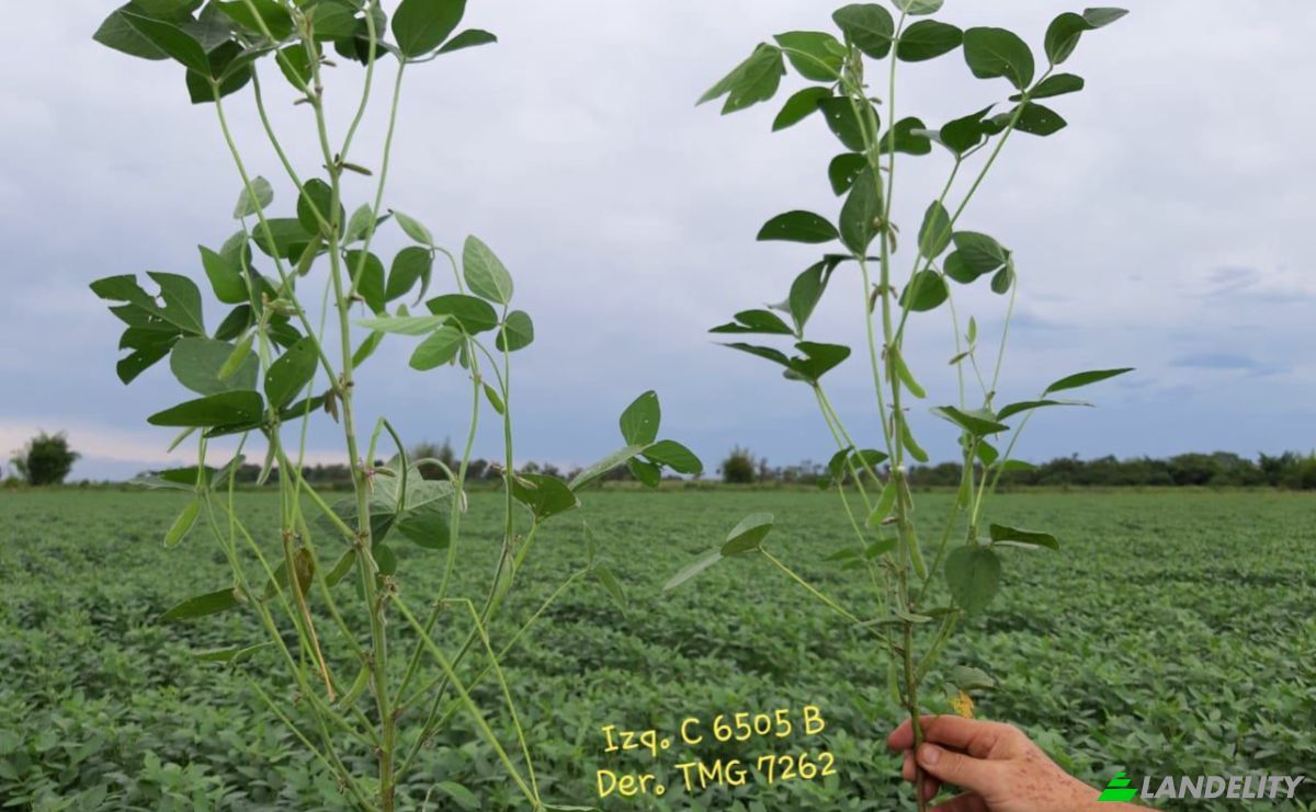 Investing/Development for Sale Via, 070204, Maria Auxiliadora Sub Urbano, Bella Vista, Itapua Department, Paraguay. Photo 9
