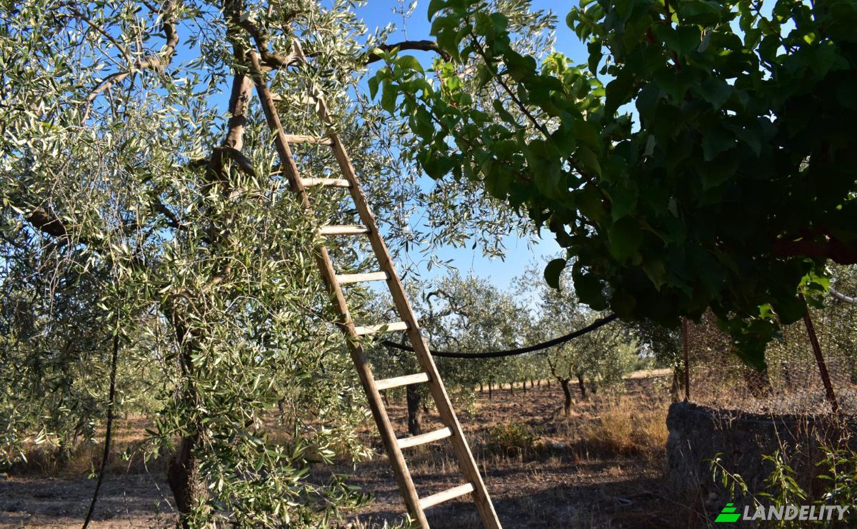 Farm/Ranch for Sale Strada Senza Nome, 71013 San Giovanni Rotondo FG, San Giovanni Rotondo, Province of Foggia, Apulia, Italy. Photo 13