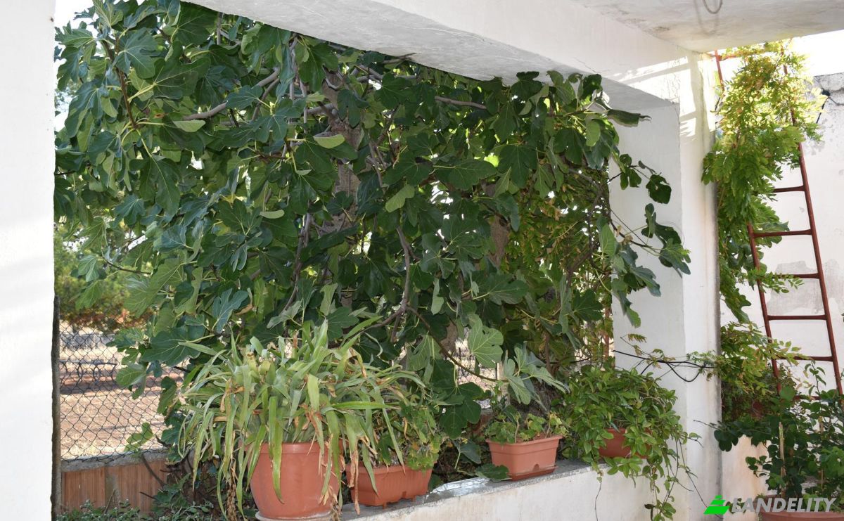 Farm/Ranch for Sale Strada Senza Nome, 71013 San Giovanni Rotondo FG, San Giovanni Rotondo, Province of Foggia, Apulia, Italy. Photo 5