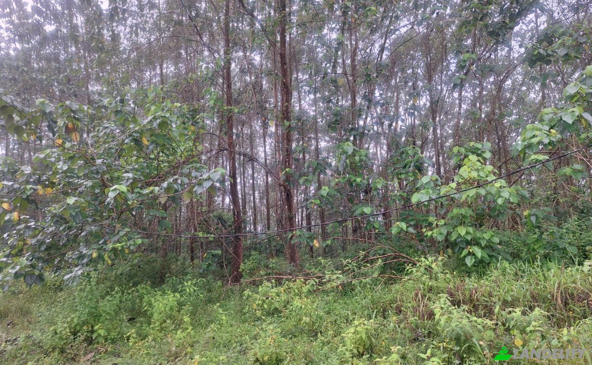 Inversión/Desarrollo en venta Pocosol, Provincia de Alajuela, San Carlos, Costa Rica. Foto 2