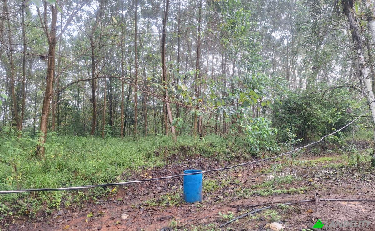 Inversión/Desarrollo en venta Pocosol, Provincia de Alajuela, San Carlos, Costa Rica. Foto 4