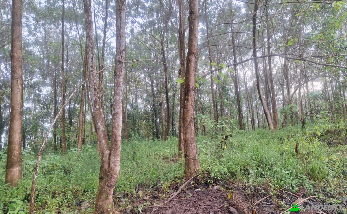Inversión/Desarrollo en venta Pocosol, Provincia de Alajuela, San Carlos, Costa Rica. Foto 5