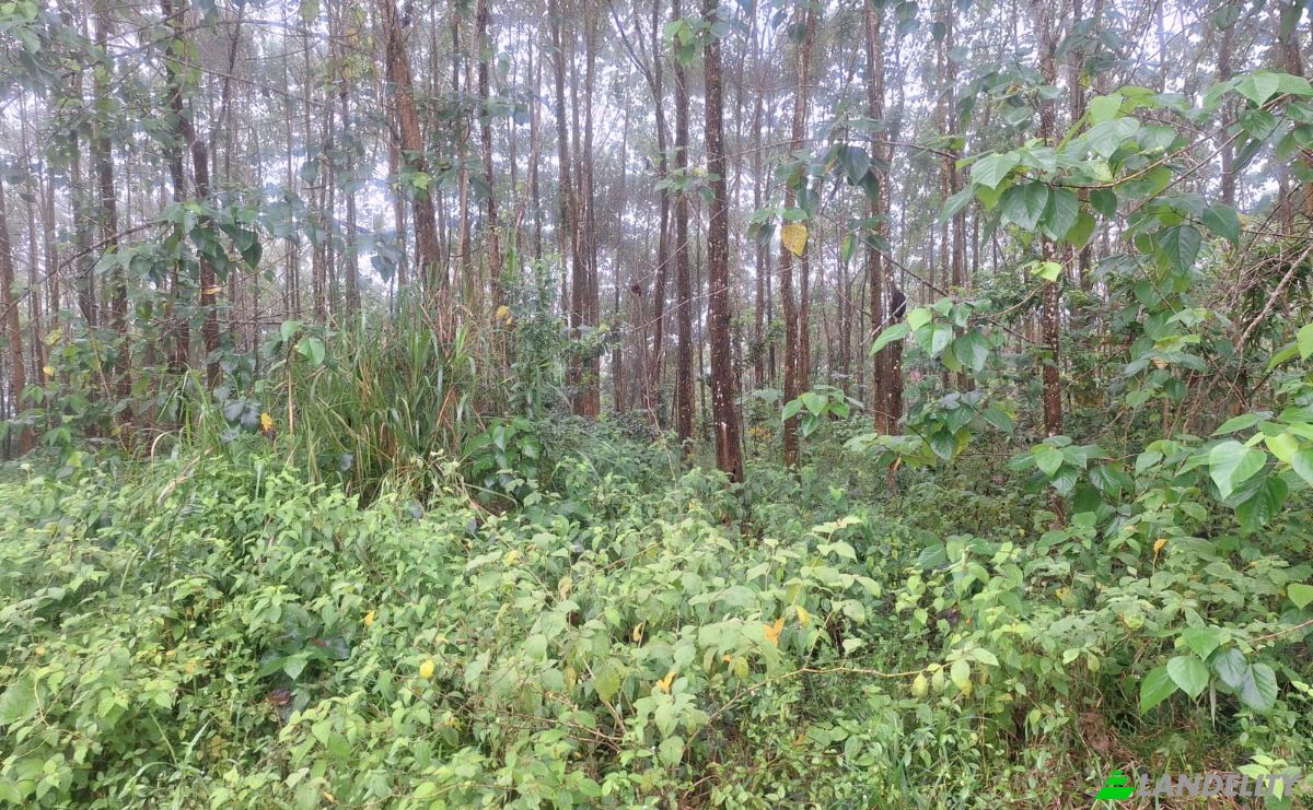 Inversión/Desarrollo en venta Pocosol, Provincia de Alajuela, San Carlos, Costa Rica. Foto 6