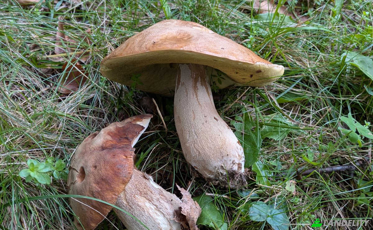 Eengezinswoning Te koop 529 Urties, 09320 Massat, Massat, Ariege, Occitanie, France. Foto 14