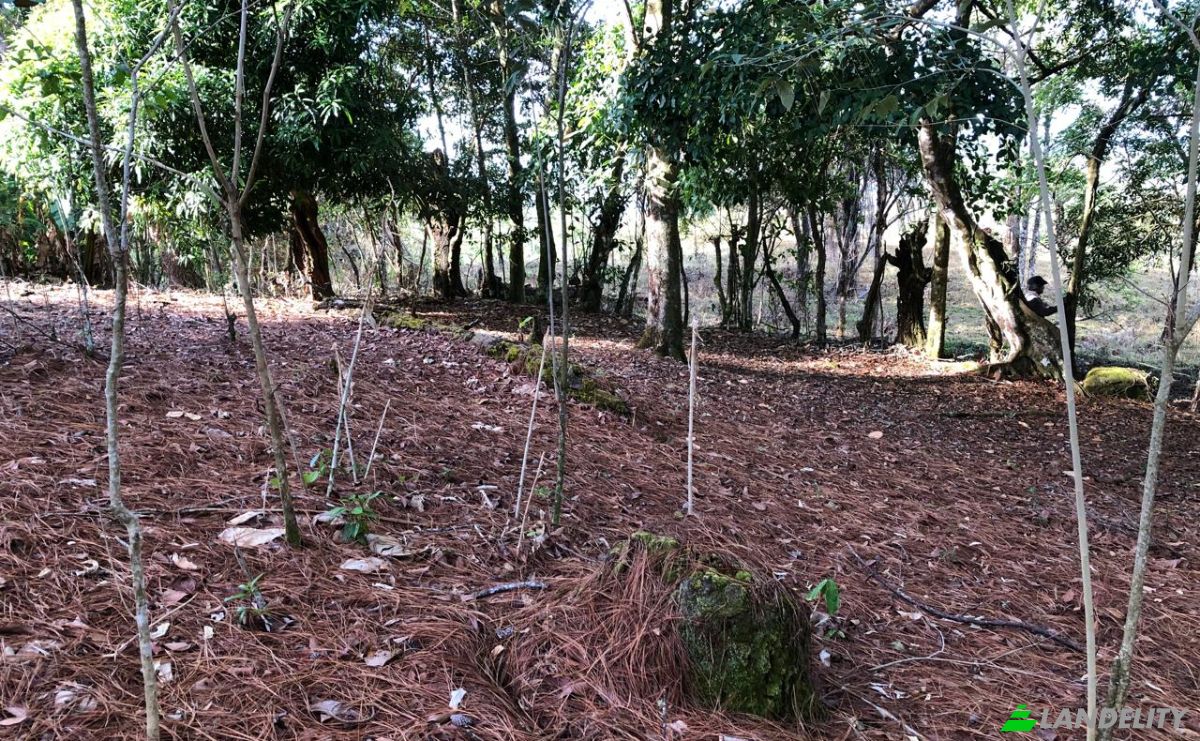 Inversión/Desarrollo en venta Alto Boquete, Boquete, Provincia de Chiriquí, Panamá. Foto 8